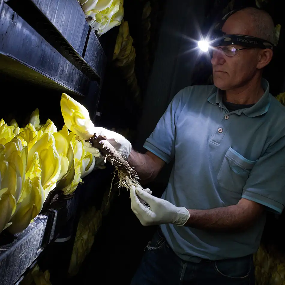 Cikória üvegház, a cikória sötétben nő, egy férfi fejlámpával ellenőrzi a növekedés előrehaladását