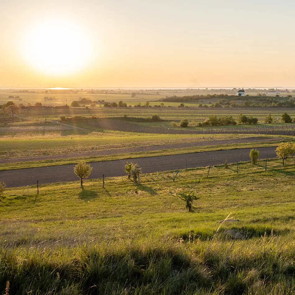 Cikóriagyökér mint nyersanyag