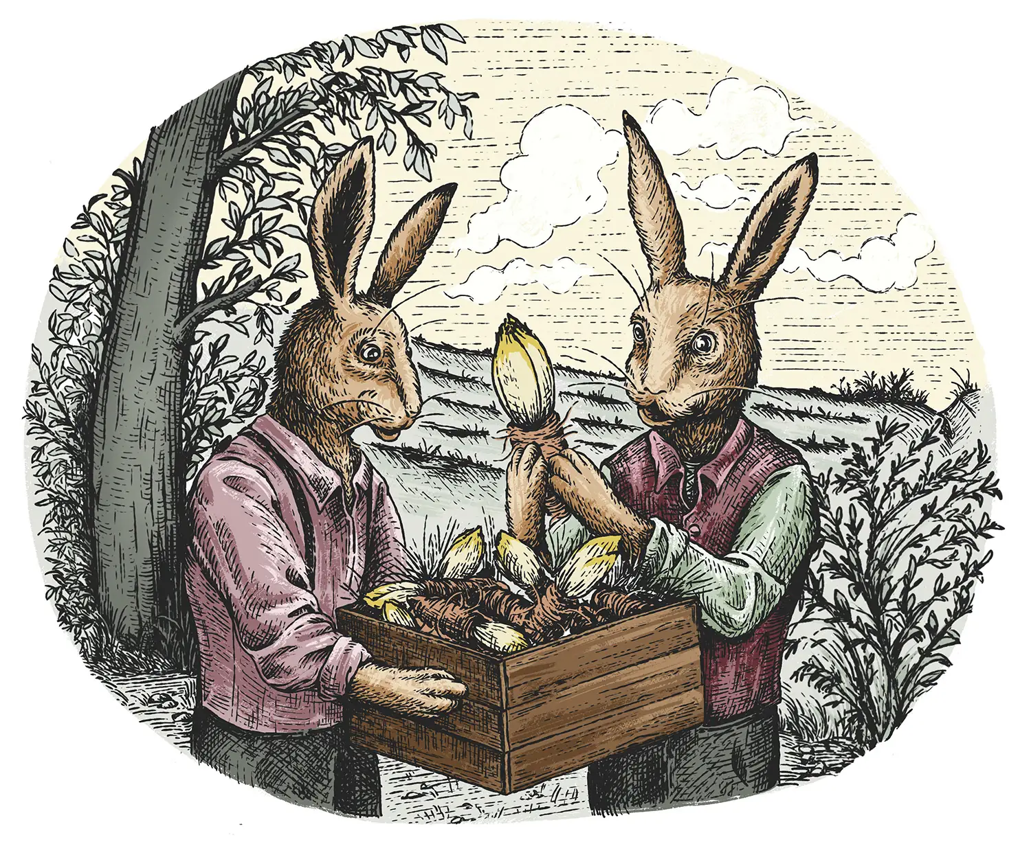 Illusztráció a régi mesék stílusában, fekete-fehér vonalas, színes: A két nyúl ásás után felfedezi, hogy a cikória gyökerei zsenge, világoszöld hajtásokat hajtottak.
